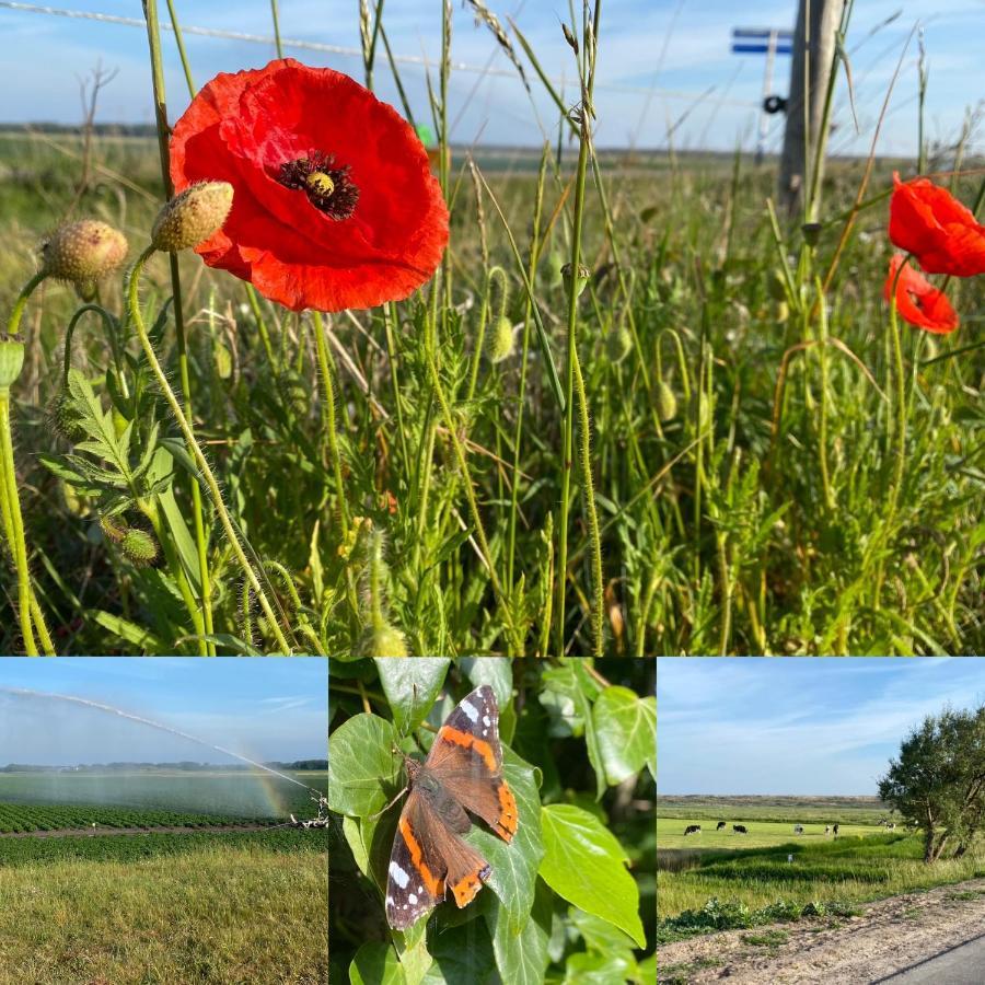 Vakantiebungalow Mee Naar Ouddorp Aan Zee Eksteriør billede